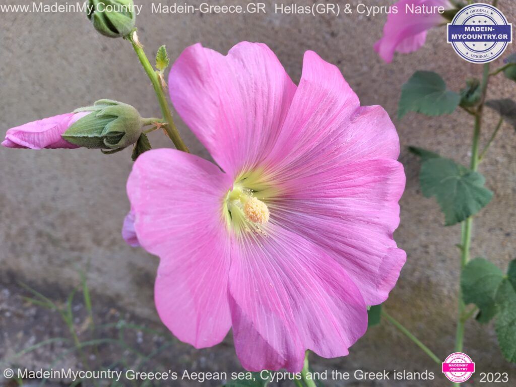 MadeinMycountry-MadeinMycountryNature-Flowers-Wildlife-MadeinMycountryNET-SayMadein2win-MadeinMycountryGR-Greece-Cyprus-Hellas